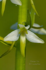  Kahelehine käokeel (Platanthera bifolia), ööviiuli õis
