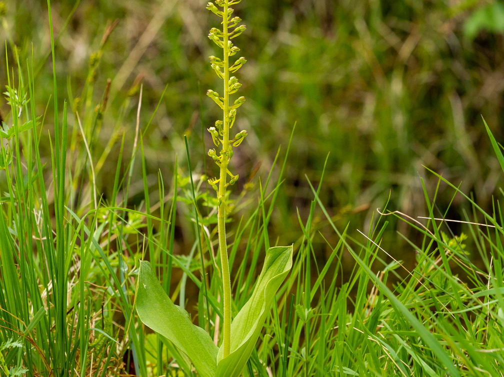 Suur käopõll (Neottia ovata),