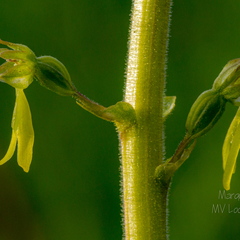   Suur käopõll (Neottia ovata), õied