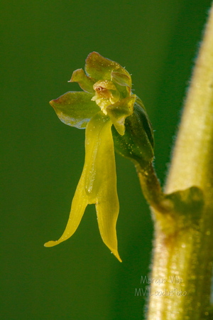  Suur käopõll (Neottia ovata), õis