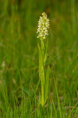  Kahkjaspunane sõrmkäpp (Dactylorhiza incarnata) valge versioon?