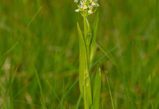  Kahkjaspunane sõrmkäpp (Dactylorhiza incarnata) valge versioon?