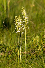  Ööviiul ehk kaheleheline käokeel (Platanthera bifolia)