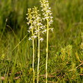  Ööviiul ehk kaheleheline käokeel (Platanthera bifolia)