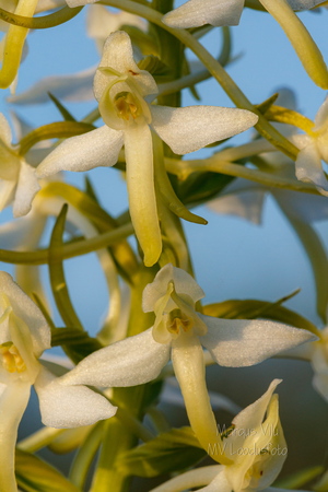  Ööviiul ehk kaheleheline käokeel (Platanthera bifolia)