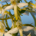  Ööviiul ehk kaheleheline käokeel (Platanthera bifolia)