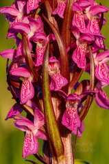  Kahkjaspunane sõrmkäpp (Dactylorhiza incarnata)