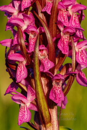  Kahkjaspunane sõrmkäpp (Dactylorhiza incarnata)