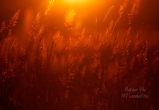  Kõrred päikeseloojangus