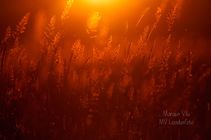  Kõrred päikeseloojangus