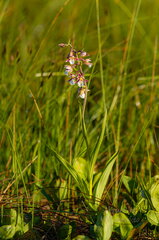 Soo-neiuvaip (Epipactis palustris)