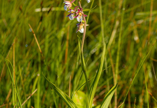 Soo-neiuvaip (Epipactis palustris)