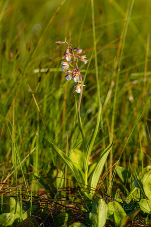 Soo-neiuvaip (Epipactis palustris)