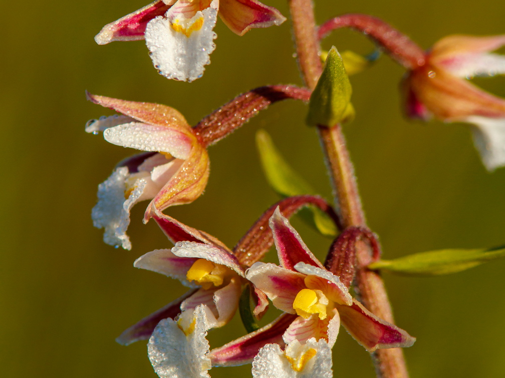Soo-neiuvaip (Epipactis palustris)