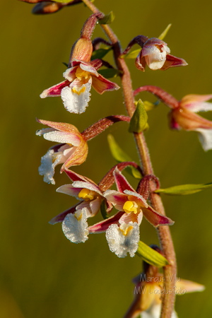 Soo-neiuvaip (Epipactis palustris)