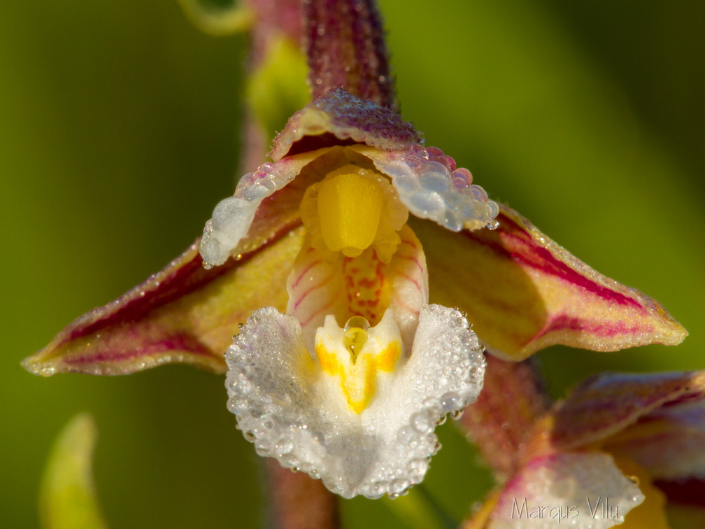 Soo-neiuvaip (Epipactis palustris)