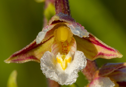 Soo-neiuvaip (Epipactis palustris)