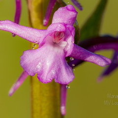  Harilik käoraamat (Gymnadenia conopsea)