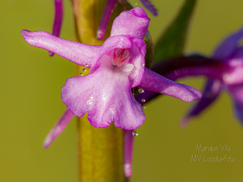  Harilik käoraamat (Gymnadenia conopsea)