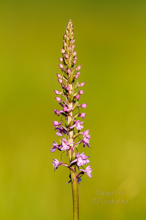  Harilik käoraamat (Gymnadenia conopsea)