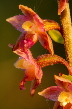  Tumepunane neiuvaip  (Epipactis atrorubens)