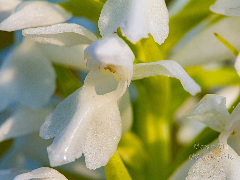 Kahkjaspunane sõrmkäpp albiino(Dactylorhiza incarnata)