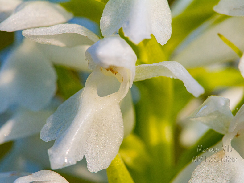 Kahkjaspunane sõrmkäpp albiino(Dactylorhiza incarnata)