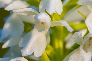 Kahkjaspunane sõrmkäpp albiino(Dactylorhiza incarnata)