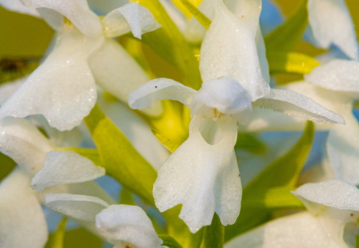 Kahkjaspunane sõrmkäpp albiino(Dactylorhiza incarnata)