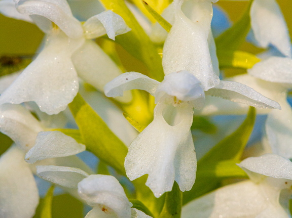 Kahkjaspunane sõrmkäpp albiino(Dactylorhiza incarnata)