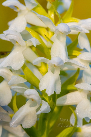 Kahkjaspunane sõrmkäpp albiino(Dactylorhiza incarnata)