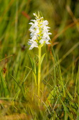 Kahkjaspunane sõrmkäpp albiino(Dactylorhiza incarnata)