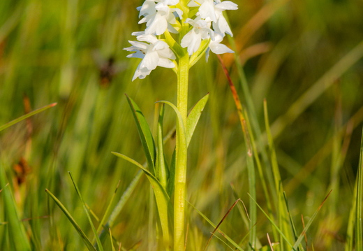 Kahkjaspunane sõrmkäpp albiino(Dactylorhiza incarnata)