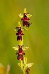 Kärbesõis (Ophrys insectifera)