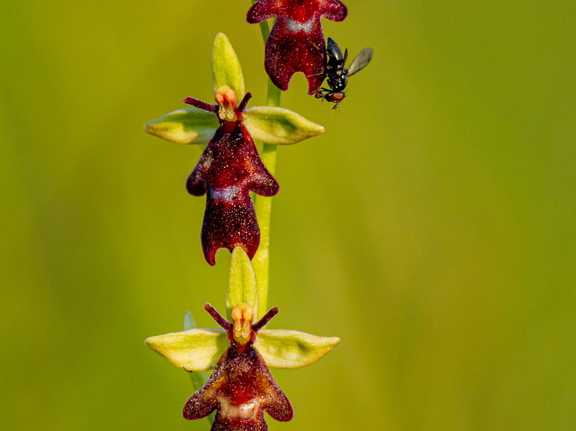 Kärbesõis (Ophrys insectifera)
