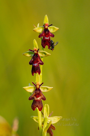 Kärbesõis (Ophrys insectifera)