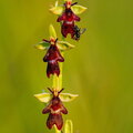 Kärbesõis (Ophrys insectifera)