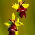  Kärbesõis (Ophrys insectifera)
