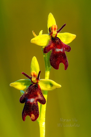  Kärbesõis (Ophrys insectifera)
