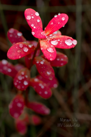  Veetilgad punases lehel