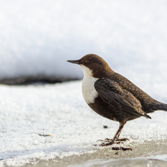 Vesipapp (Cinclus cinclus, tuntud ka kui papiisand)
