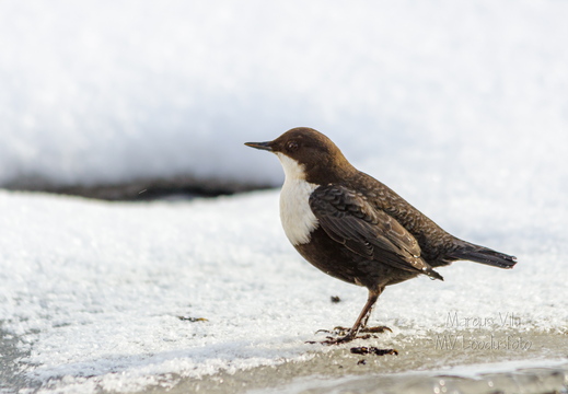 Vesipapp (Cinclus cinclus, tuntud ka kui papiisand)