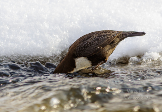 Kas vee all on midagi head süüa?
