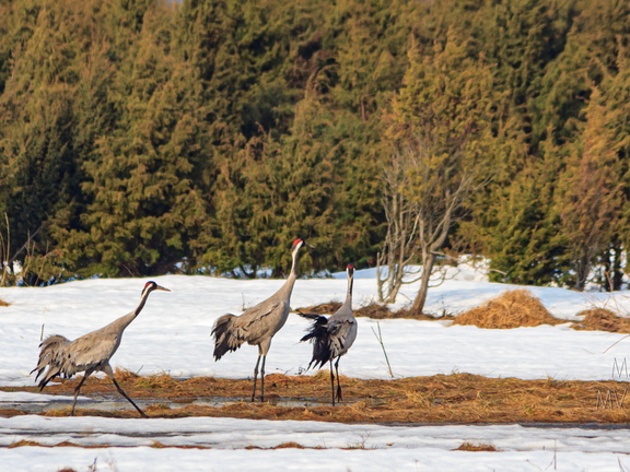  Esimesed sookured (Grus grus)