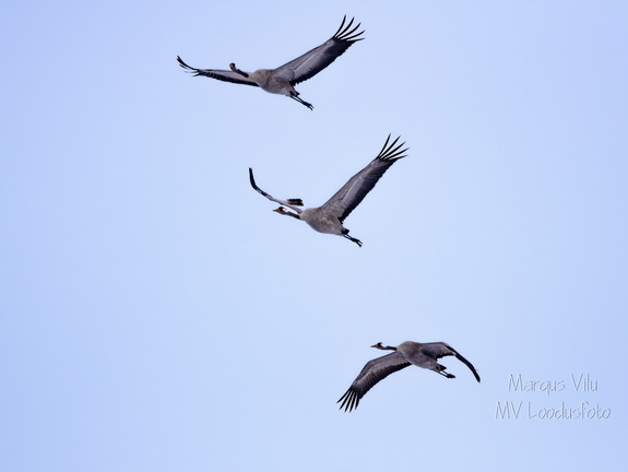  Kolm sookurge lendamas