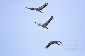  Kolm sookurge lendamas