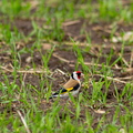  Ohakalind (Carduelis carduelis)