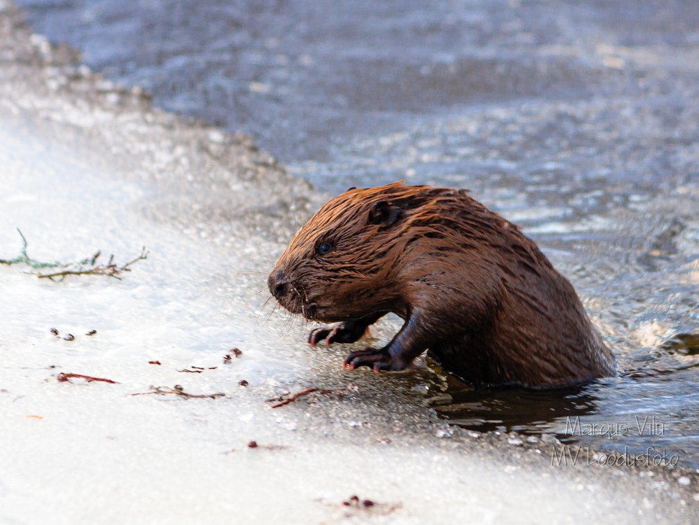 Kobras ehk piiber (Castor)