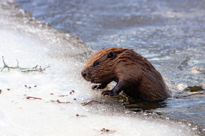 Kobras ehk piiber (Castor)