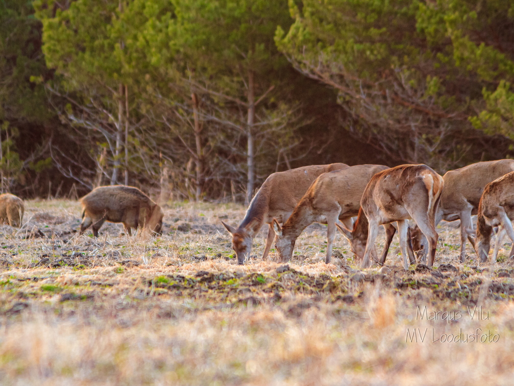 Hirved koos metssigadega söömas